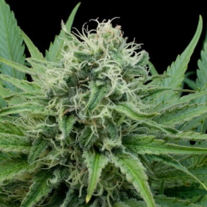 Raw Diesel od G13 Labs nasiona marihuany