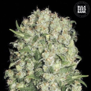 White Prussian od Bulk Seed Bank nasiona marihuany