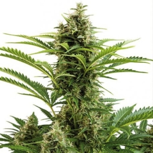 Auto Vesta od Buddha Seeds nasiona marihuany