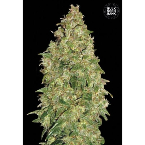 Dubai Poison