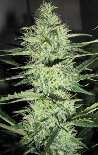 Ace Silver Haze