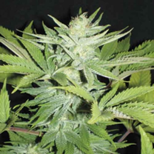 Homegrown Lowryder