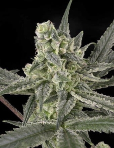 Old School od Ripper Seeds nasiona marihuany