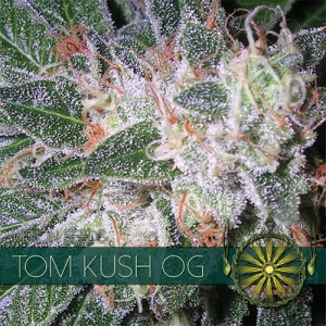Tom Kush OG od Vision Seeds nasiona marihuany