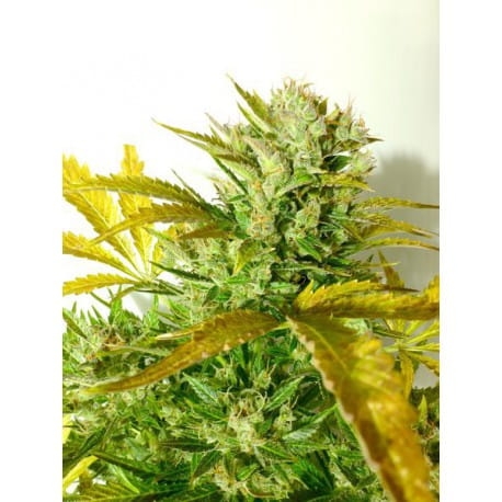 Kush Van Stitch Auto