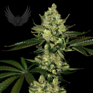 Super Diesel Auto od Sensi Genetics nasiona marihuany