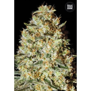 Nepal Gold od Bulk Seed Bank nasiona marihuany