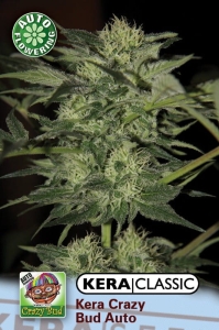  Crazy Bud Auto od Kera Seeds nasiona marihuany