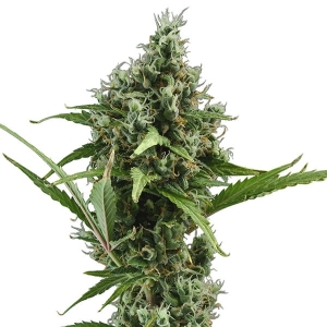 Auto Amnesia od CBD Seeds nasiona marihuany