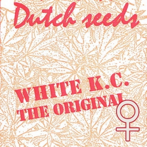  White K.C. od KC Brains nasiona marihuany