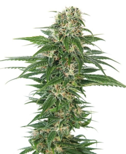 Early Skunk Automatic