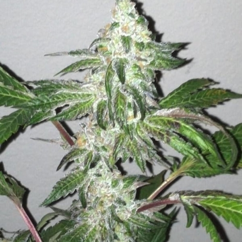 Girl Scout Cookies