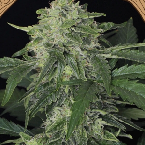 Jungle Fever Auto od Exotic Seed nasiona marihuany