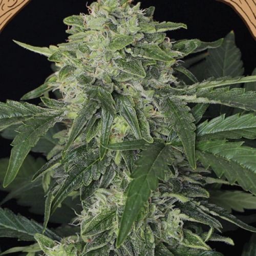 Jungle Fever Auto