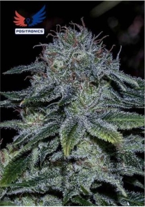 Mystic Cookie od Positronics nasiona marihuany