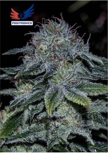Mystic Cookie