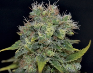 Auto Yumbolt od CBD Seeds nasiona marihuany