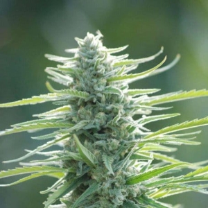 Pure Africa od Original Sensible Seeds nasiona marihuany