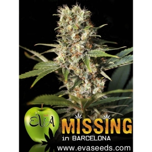 Missing in Barcelona od Eva Seeds nasiona marihuany