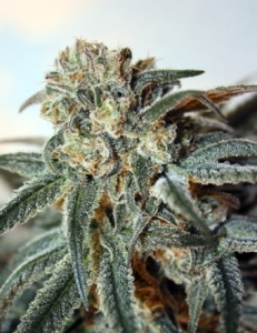 Zombie Kush od Ripper Seeds nasiona marihuany