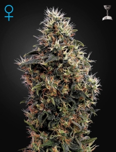 Sweet Mango Auto od Green House Seeds nasiona marihuany