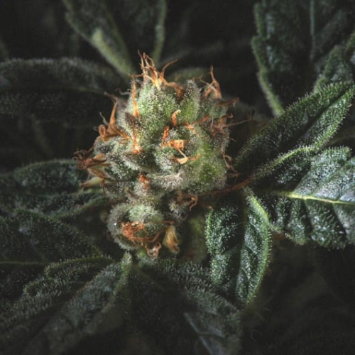 Candyland