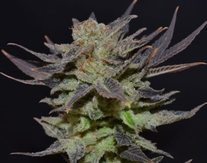 Auto Lavender od CBD Seeds nasiona marihuany