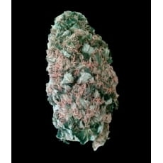 Mr. Fix od Vip Seeds nasiona marihuany