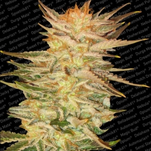 Ice Cream od Paradise Seeds nasiona marihuany