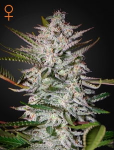 Holy Punch od Green House Seeds nasiona marihuany