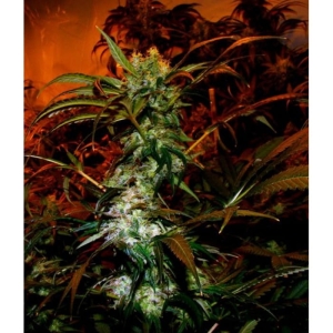 Vip Haze od Vip Seeds nasiona marihuany
