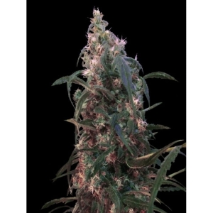 White Berry od Vip Seeds nasiona marihuany