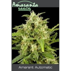 Amarant Auto od Amaranta Seeds nasiona marihuany