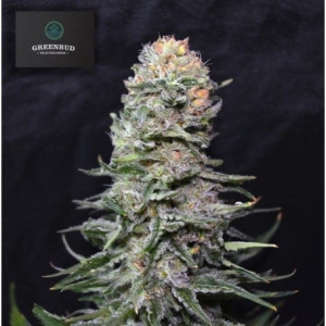 Black in Black od Greenbud Seeds nasiona marihuany
