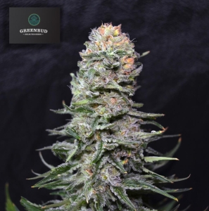 Black in Black Early Version od Greenbud Seeds nasiona marihuany