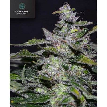 Blueberry 99