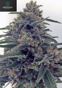 Critical Early Version od Greenbud Seeds nasiona marihuany