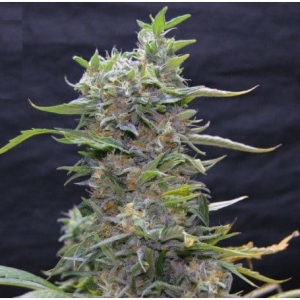 Green Power XL od Greenbud Seeds nasiona marihuany