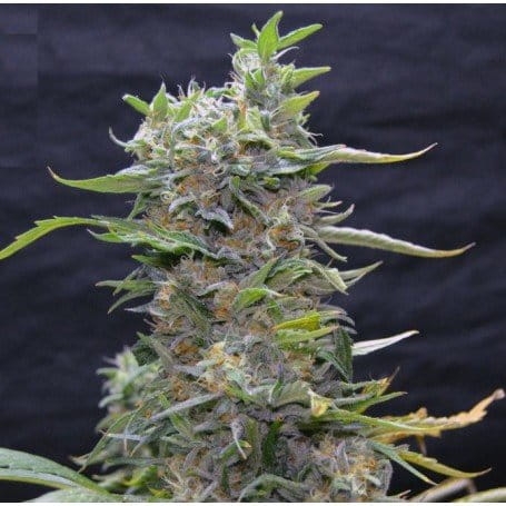 Green Power XL
