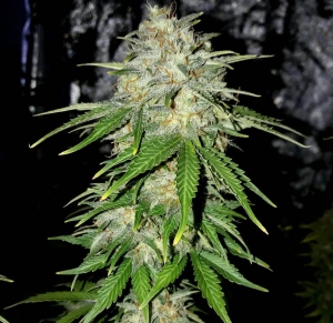 Lemon Pie od Greenbud Seeds nasiona marihuany
