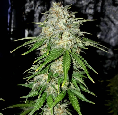 Lemon Pie