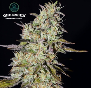 Loveless od Greenbud Seeds nasiona marihuany
