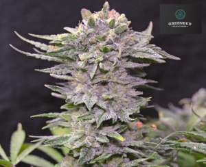 NL 10 Early Version od Greenbud Seeds nasiona marihuany