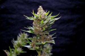 Snow Ripper od Greenbud Seeds nasiona marihuany