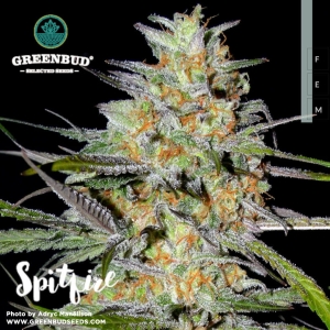 Spitfire od Greenbud Seeds nasiona marihuany