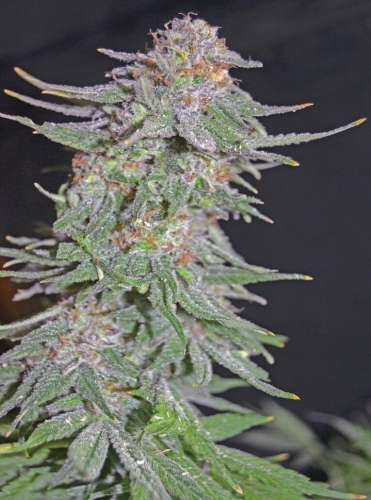 White Widow x AK Early Version