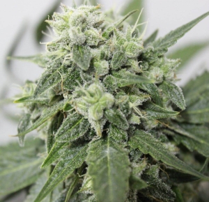 Afghan Storm Auto od Greenbud Seeds nasiona marihuany