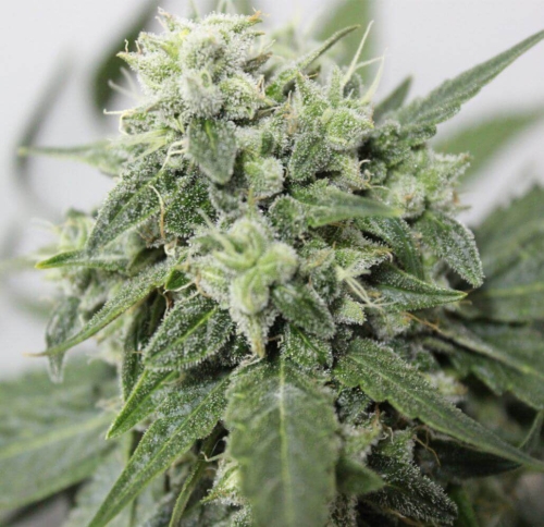 Afghan Storm Auto