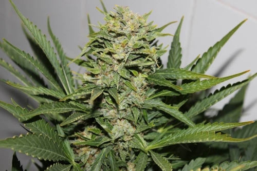 Blackout Express Auto