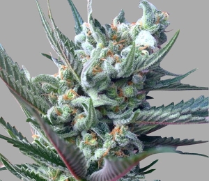 Moonshine Ghost Train Haze od Rare Dankness nasiona marihuany